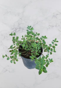 Oregano Herb Plant in Poly Bag : 5 to 7 Inches (Plant Spread)