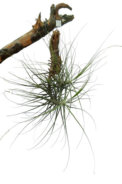 Tillandsia bartramii Plant : 8 to 10 Inches (Plant Spread)