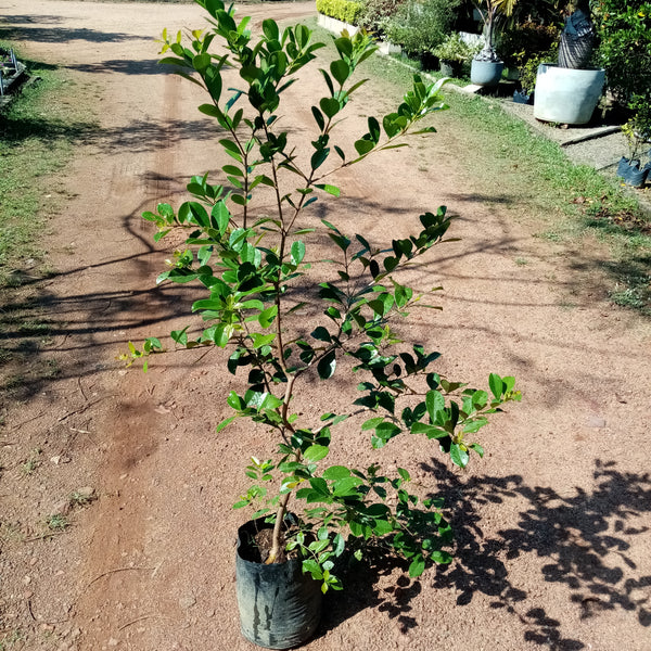 Chinese guava plant in poly bag - ( 4 -5 Feet )