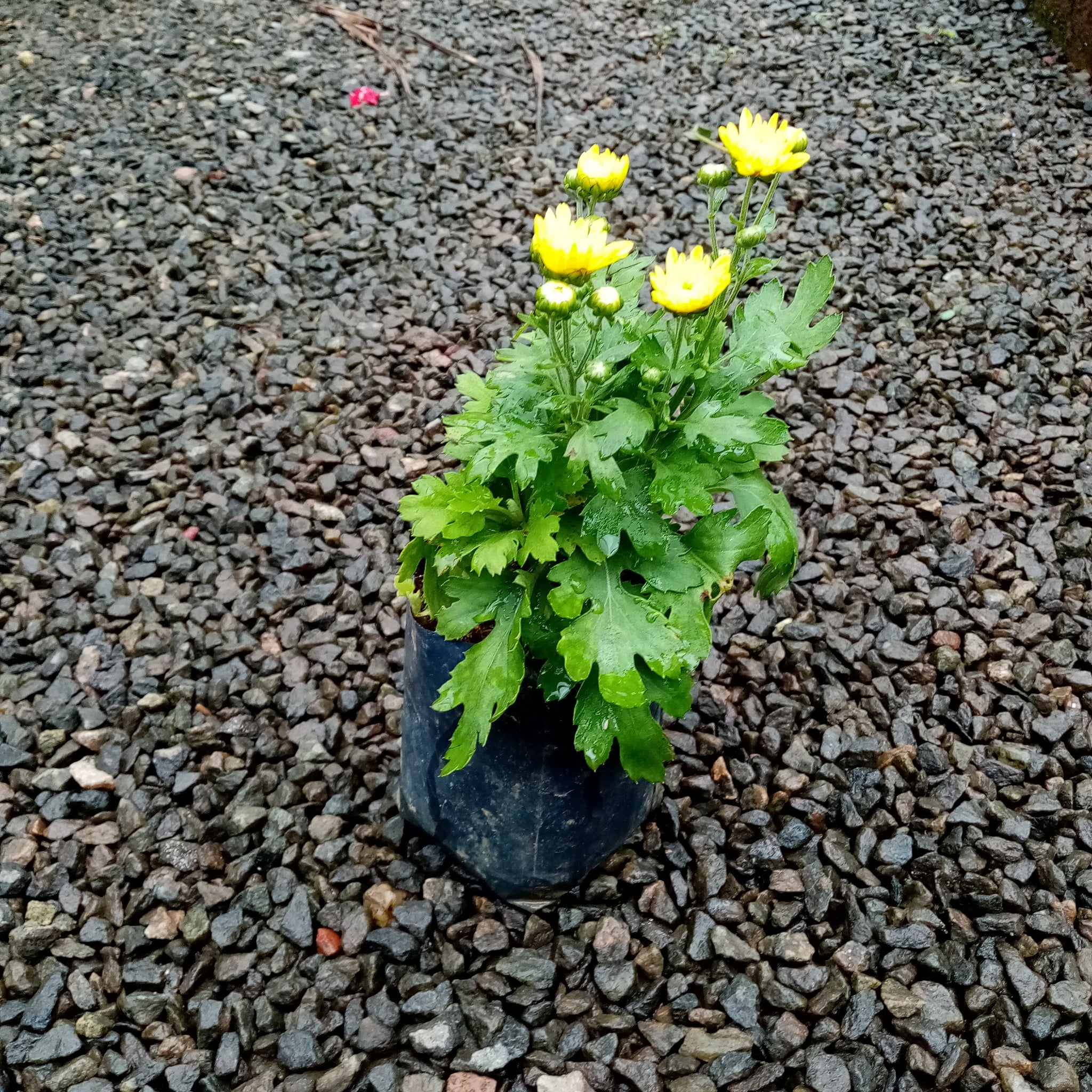 Kapuru plant in poly bag- ( Plant height 5'' - 8'')