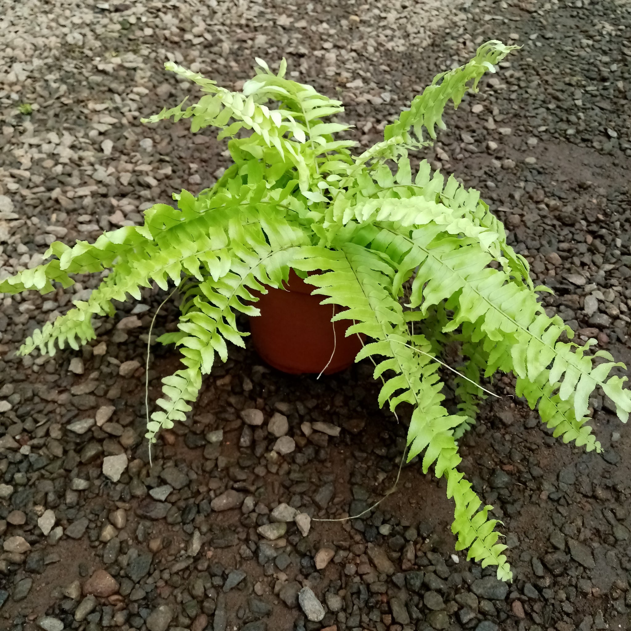 Golden fern in plastic pot - (Plant height 5'' - 8'')