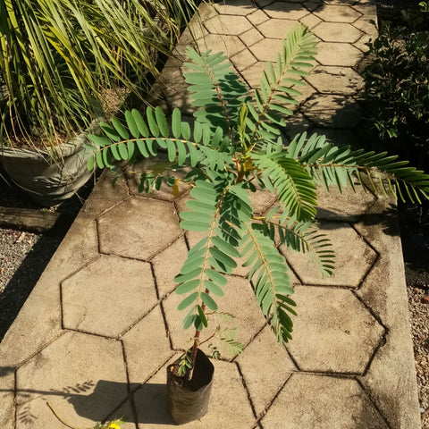 Kathurumurunga  Plant in poly bag- (Plant Height 6 - 7 inches)