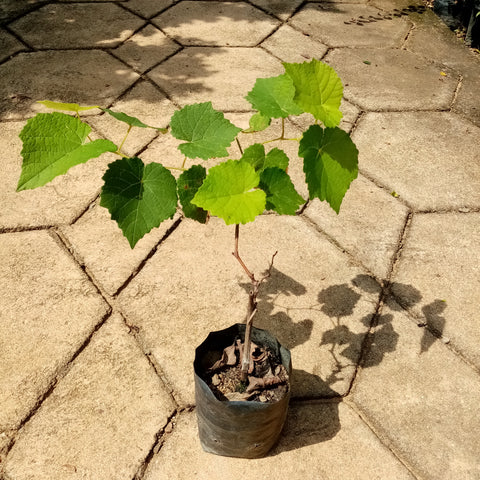 Grapes Plant in Poly Bags : 10 to 12 Inches (Plant Height)