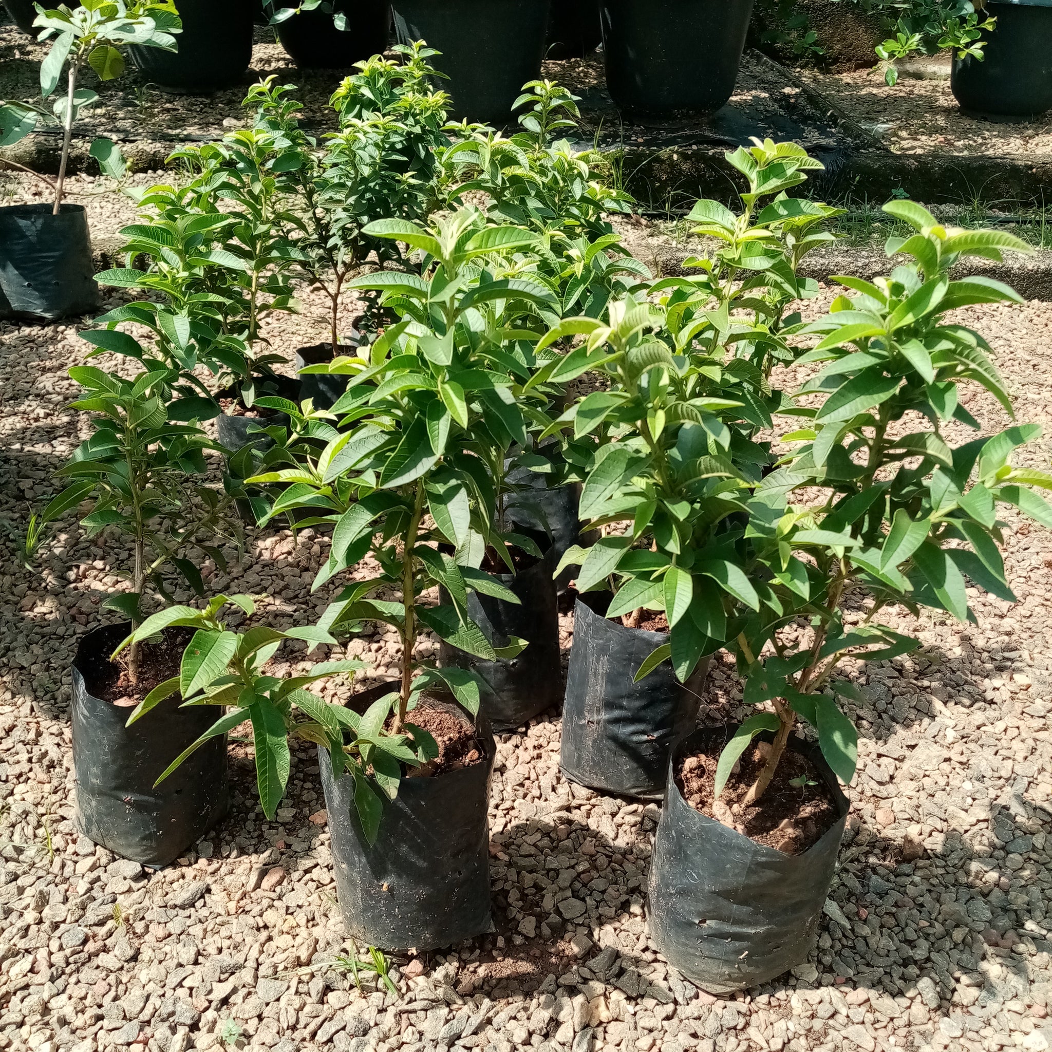 Sweet Guava ( Seedling) plant in Poly bag - (Plant height 10 - 12 Inches)