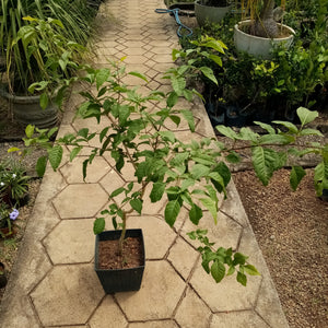 Beli ( Beal fruit ) Plant in plastic pot - ( plant heihgt 2 - 3 ft)