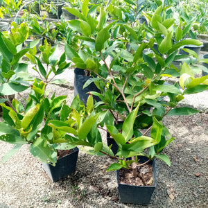 Jambu (Malaysian ) Plant in Plastic pot - (Plant height 2 -3 Ft).