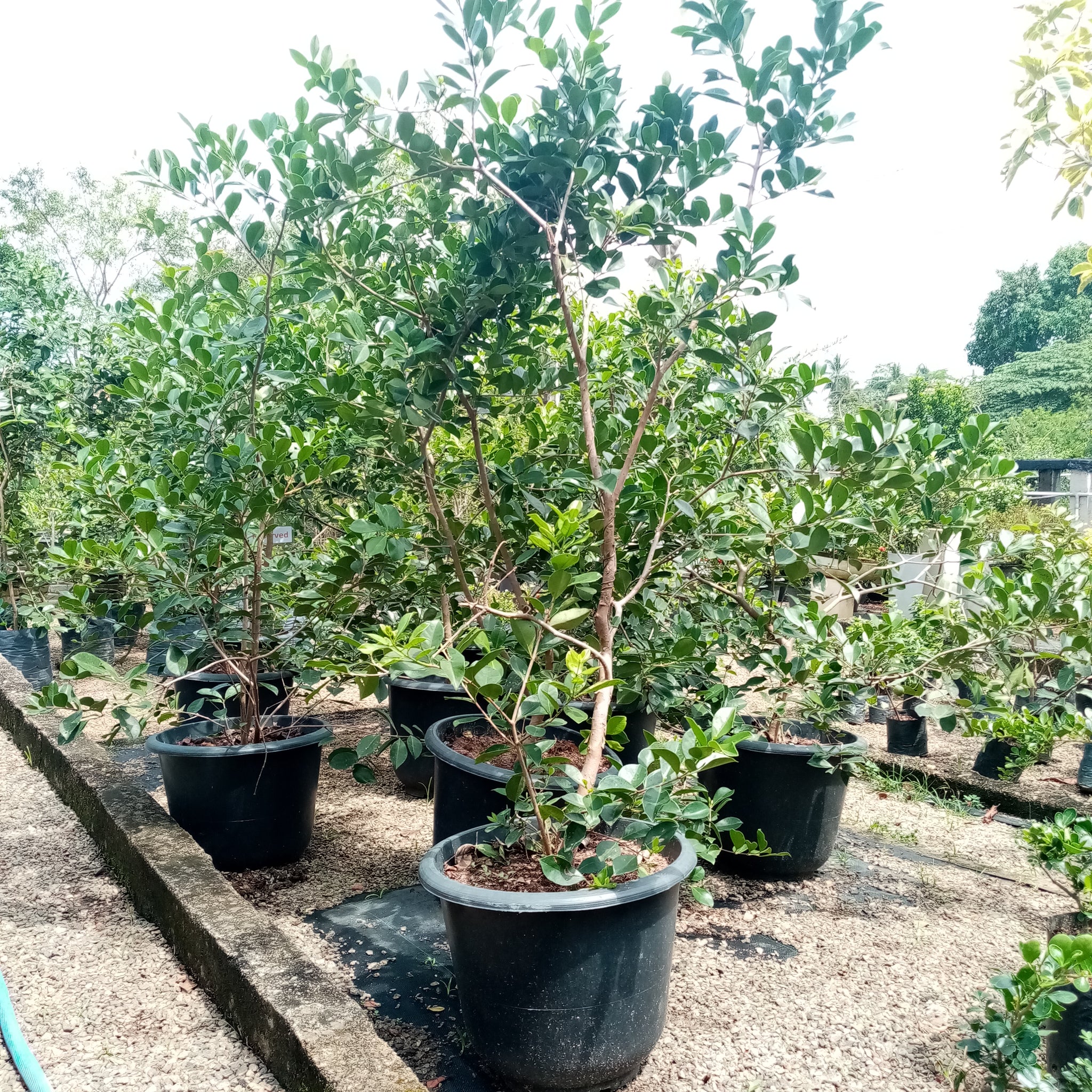 Chinese guava plant in Plastic pot - ( 4 -5 Feet )
