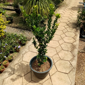 Indu Naran plant In Plastic pot - (Plant height 1- 2 Ft)