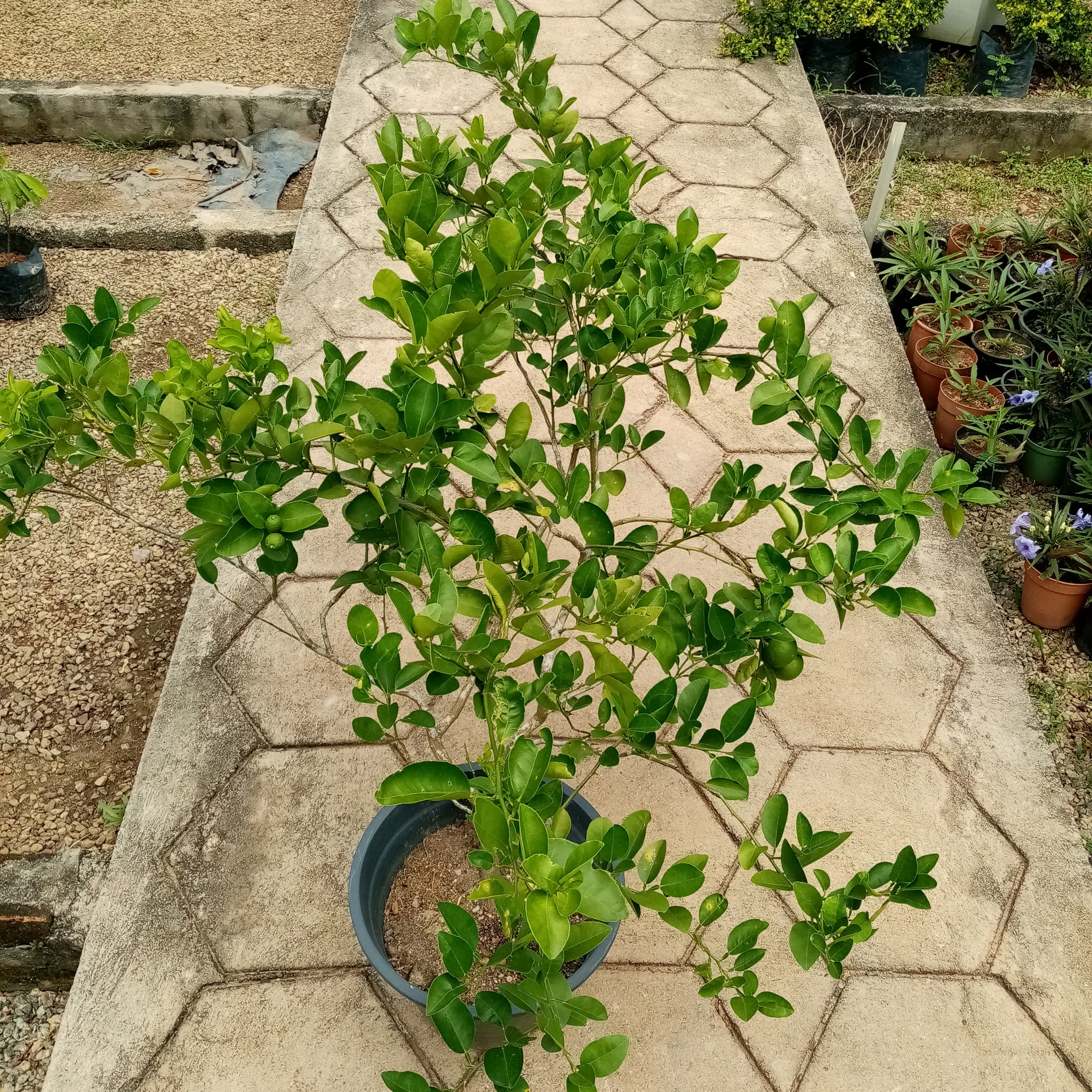 Lime plant in plastic pot (Plant height 2-3 Ft)