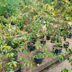 Kiri Palu plant in plastic pot - ( Plant height 3 -4 Ft).