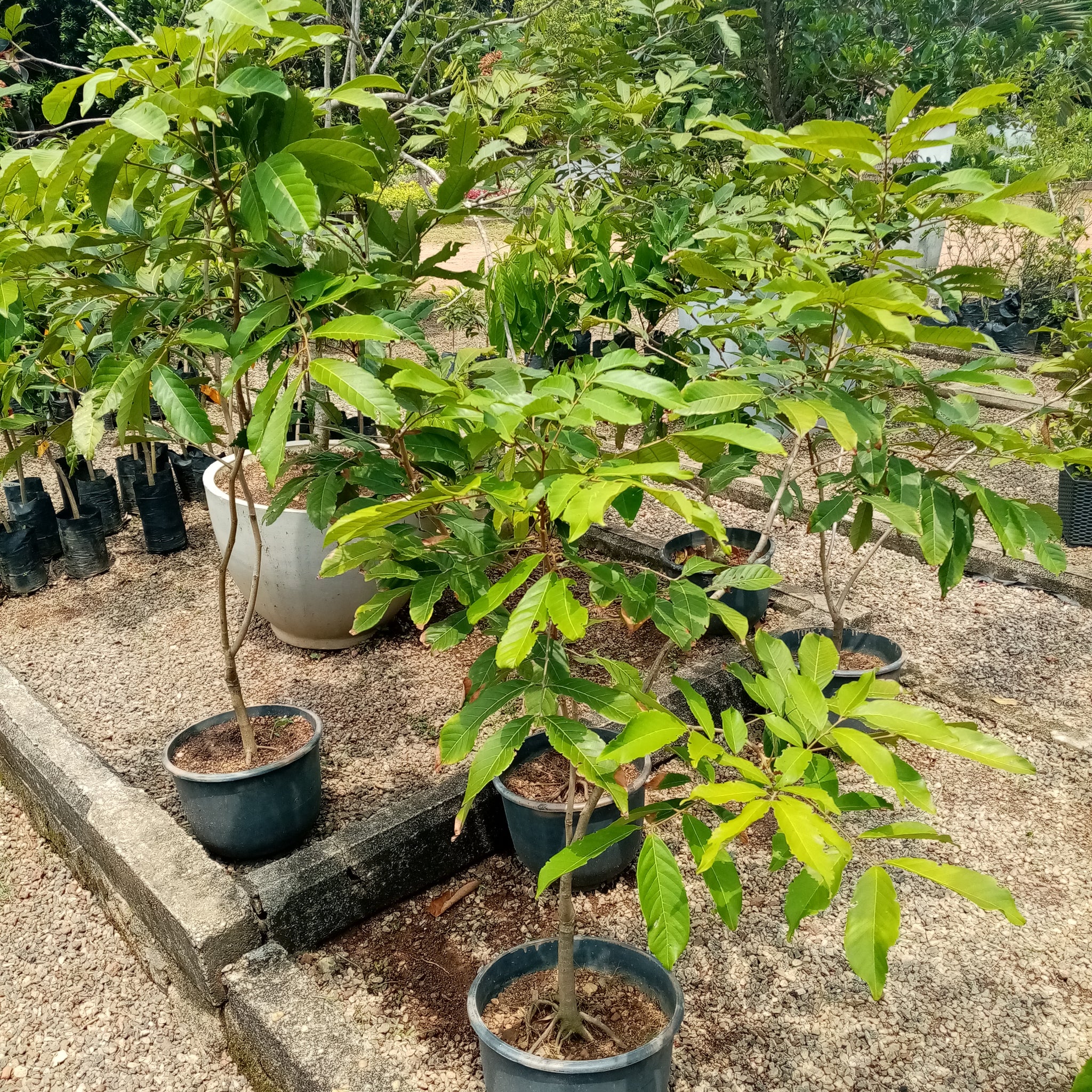 Rambutan (Budded) plant in plastic pot - (Plant heihgt 3 -4 Ft)
