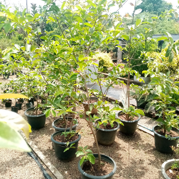 Guava plant in Plastic pot ( Plant height 4-5 Ft).