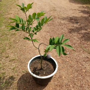 Sweet Soursup (Seeni anoda) Plant in plastic pot - ( Plant height 2- 3Ft)