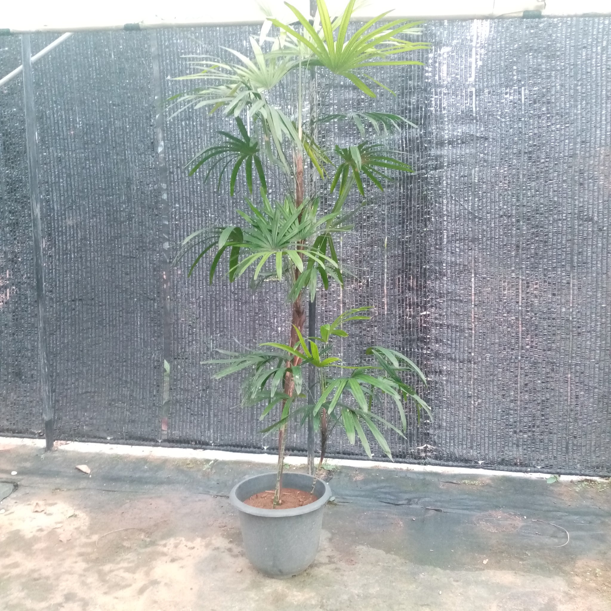 Rhapis excelsa Plant in Plastic Pot : 5 to 7 Feet (Plant Height)