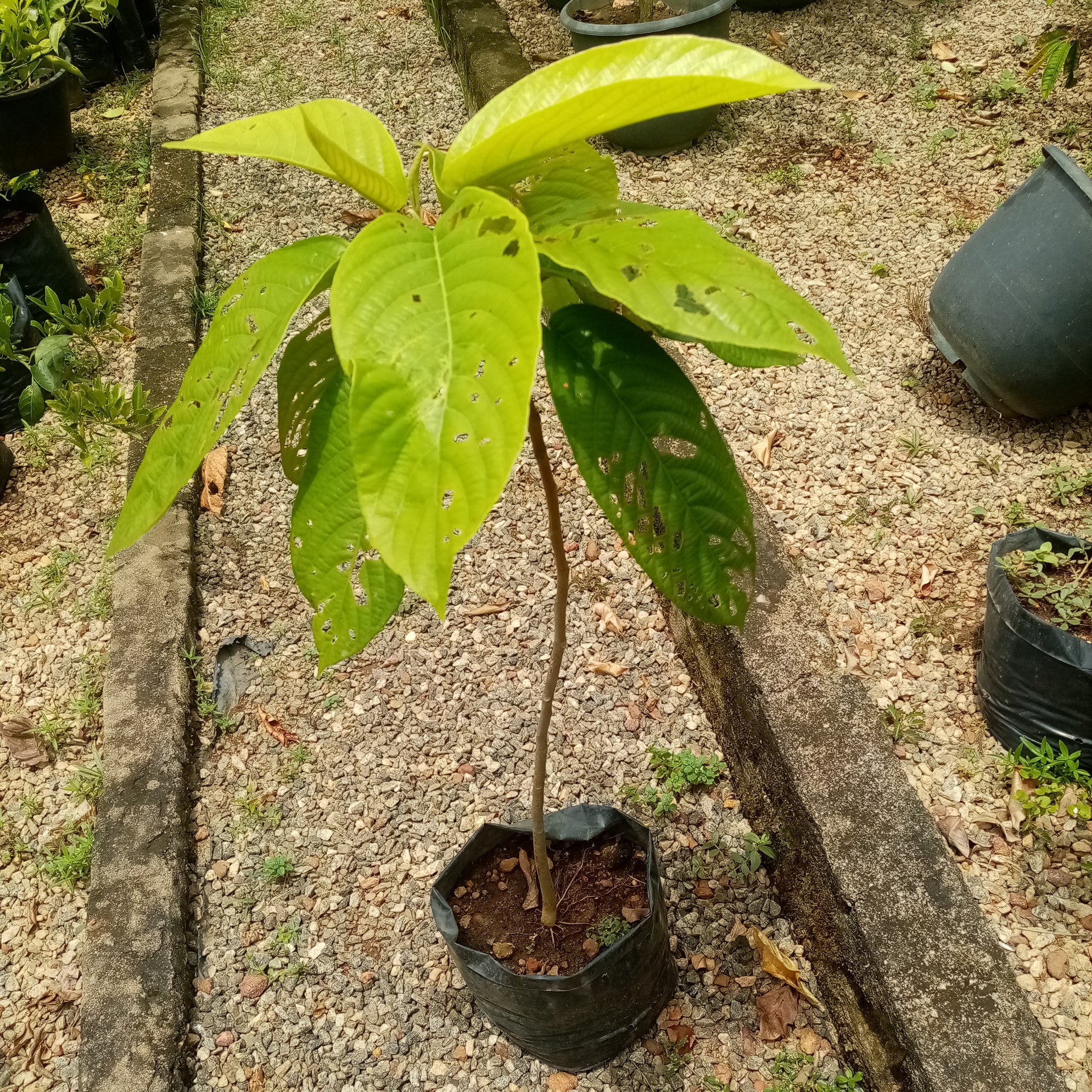 Gaduguda plant - ( Plant height 3 Feet )