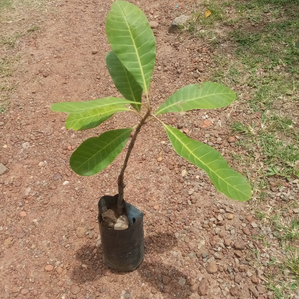 Cashew (Budded) Plant in Poly Bag