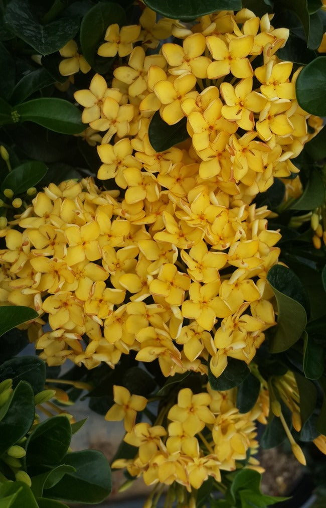 Ixora Yellow/Red Plants in Poly Bags : 6 t o 9 Inches (Plant Height)
