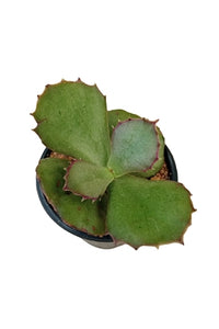 Kalanchoe Synsepala