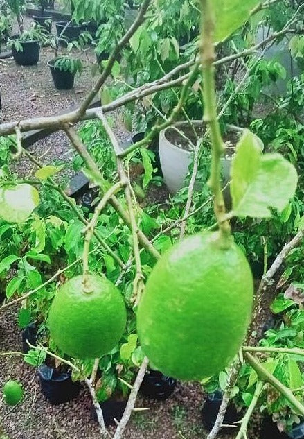 Lemon Plant in plastic pot - ( Plant height 2- 3 Ft).