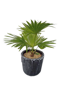 Livistona Plant Pot