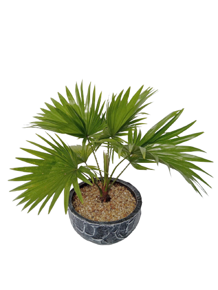 Livistona Plant in Decorative Pot