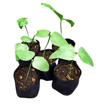 Long Beans Plant in Poly Bag