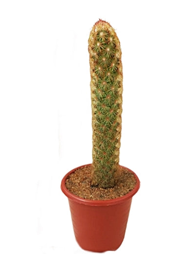 Mammillaria Elongata Cactus Plant in Plastic Pot