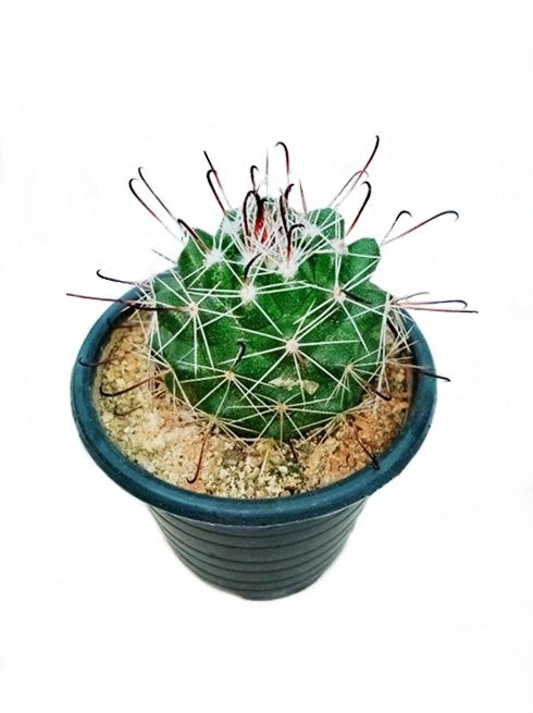 Mammillaria Cactus Plant in Plastic Pot