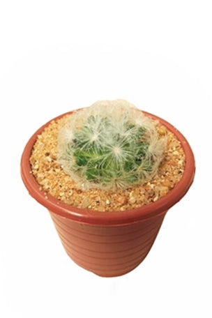 Mammillaria Plumosa Cactus Plant in Plastic Pot