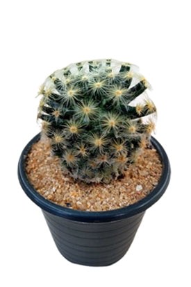 Mammillaria Schiedeana in Plastic Pot – Plants & Plants Supercentre