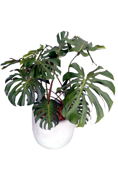 Monstera Deliciosa Plant in a Titanium Pot  Plants & Plants Supercentre