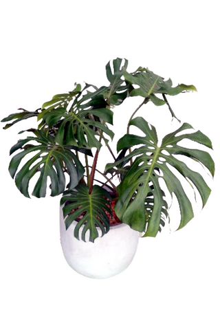 Monstera deliciosa Plant in Titanium Pot : 3 to 4 Feet (Plant Height)