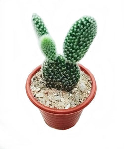 Opuntia Microdasys Albispina Cactus Plant in Plastic Pot