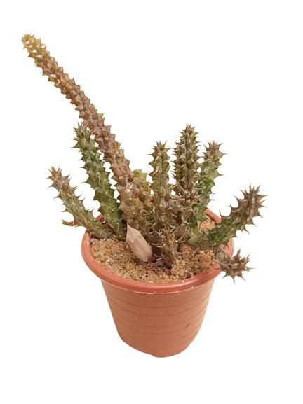 Orbea Cactus Plant in Plastic Pot – Plants & Plants Supercentre