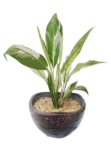 Peace Lily Plant in Decorative Pot