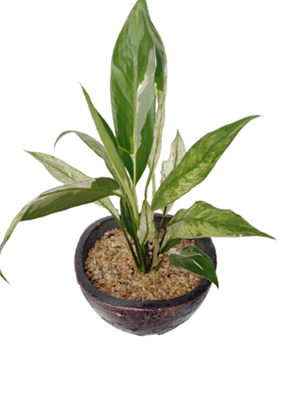 Peace Lily Plant in Decorative Pot
