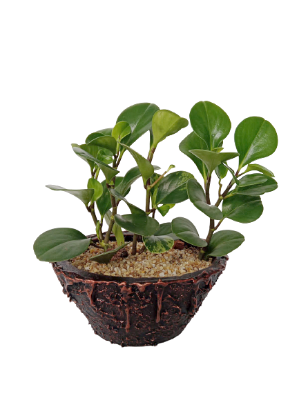 Peperomia Plant in Oval Shaped Decorative Pot