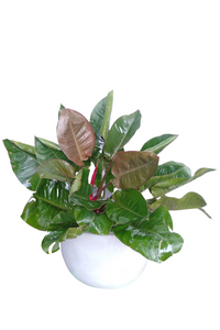 Philodendron Congo Rojo Plant  with Titanium Finished Painted Cement Pots - 3 to 4 Feet (Plant Height)