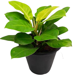 Philodendron Moonlight in plastic pot