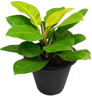 philodendron sri lanka Philodendron Moonlight Plant in Plastic Pot – Plants & Plants Supercentre
