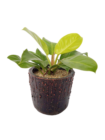 Philodendron moonlight in Decorative Pot
