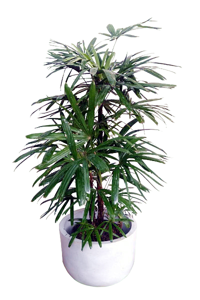 Rhapis excelsa Plant with Titanium Finished Cement : 5 to 7 Feet (Plant Height)