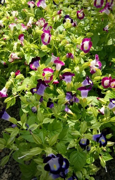 Torenia Plant in Poly Bag : 5 to 8 Inches (Plant Height)