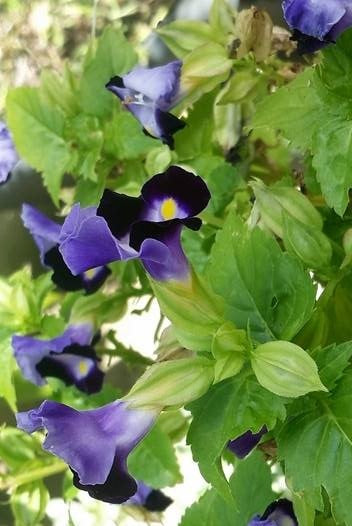 Torenia Plant in Poly Bag : 5 to 8 Inches (Plant Height)