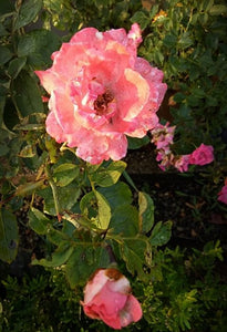 Rose Plant in Poly Bags : 8 to 10 Inches (Plant Height)