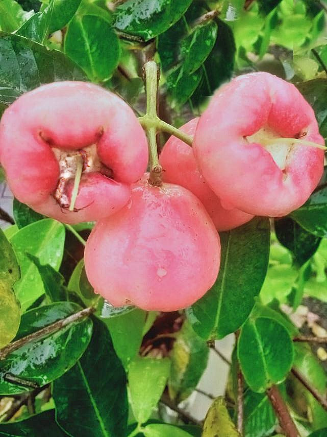 Rose Apple Plant