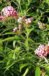 Asclepias incarnata  Plants in Poly Bags : 8 to 12 Inches (Plant Height)