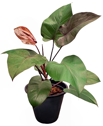 Philodendron Red Cardinal in plastic pot