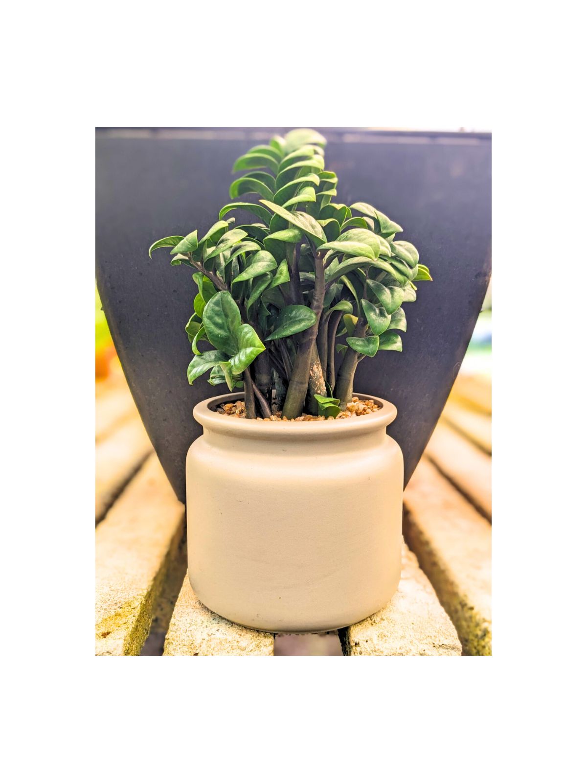 Zamia Dwarf Plant
