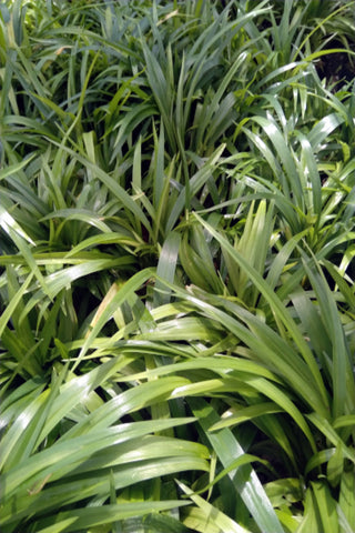 Chlorophytum Green Plant in Poly Bags : 6 to 8 Inches (Plant Spread)